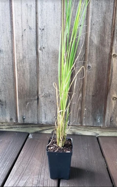 White Pampas Grass Live Plant - Ornamental Perennial, 2.5x4 inch Pot - Image 4