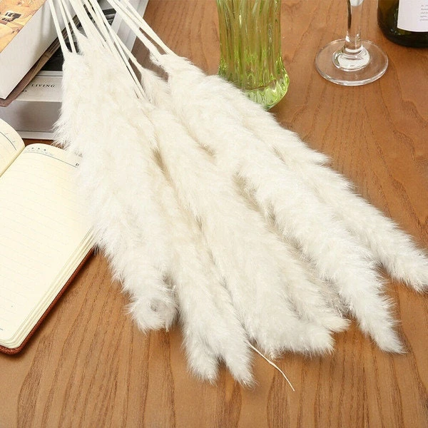 White Pampas Grass Live Plant - Ornamental Perennial, 2.5x4 inch Pot - Image 6