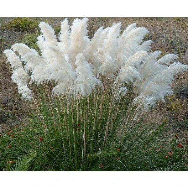 White Pampas Grass Live Plant - Ornamental Perennial, 2.5x4 inch Pot - Image 7