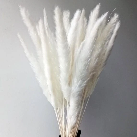 White Pampas Grass Live Plant - Ornamental Perennial, 2.5x4 inch Pot - Image 8