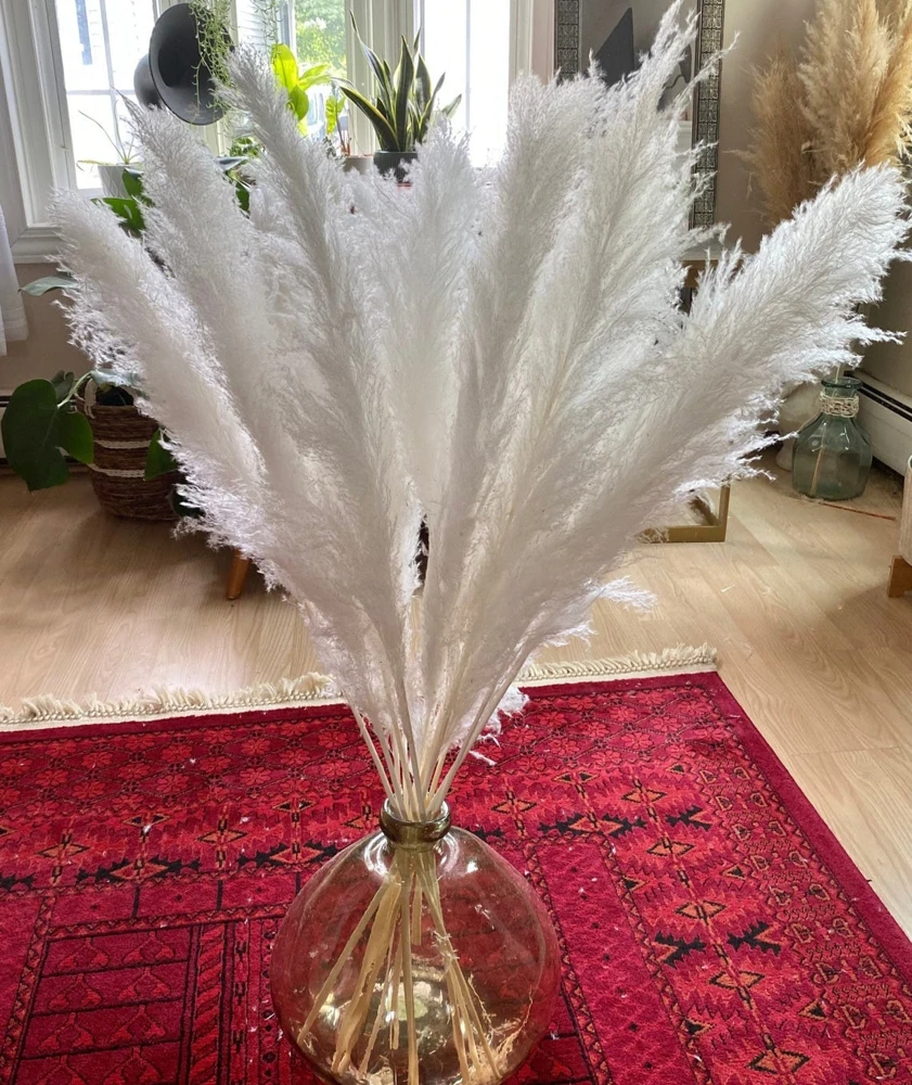 White Pampas Grass Live Plant - Ornamental Perennial, 2.5x4 inch Pot - Image 9