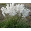 White Pampas Grass Live Plant - Ornamental Perennial, Zones 7-11 - Image 1
