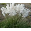 White Pampas Grass Live Plants - 5 Perennial Ornamental Grasses - Image 1