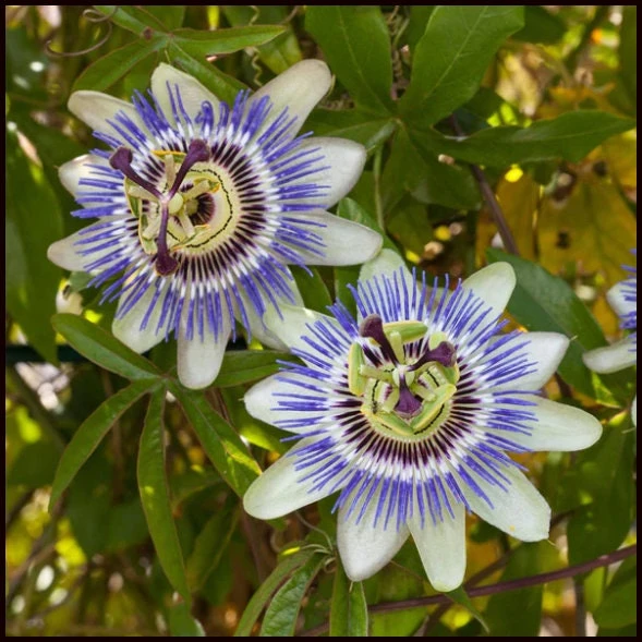 White Passion Flower Vine Live Plant - Passiflora caerulea - 2.5" Pot - Attracts Hummingbirds - Image 1