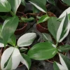 White Princess Philodendron Live Plant – 4 inch Pot – Indoor Variegated Houseplant - Image 1