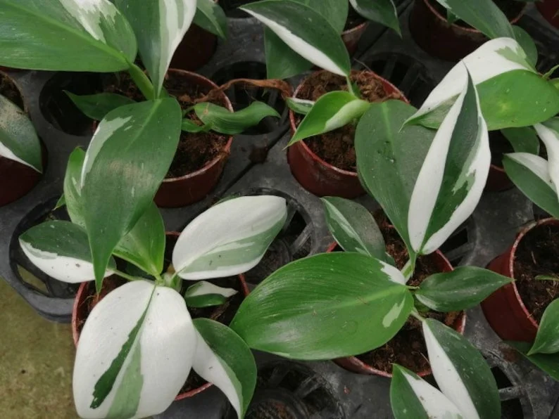 White Princess Philodendron Live Plant – 4 inch Pot – Indoor Variegated Houseplant - Image 1