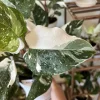 White Princess Philodendron Live Plant – 4 inch Potted Houseplant – Indoor - Image 1