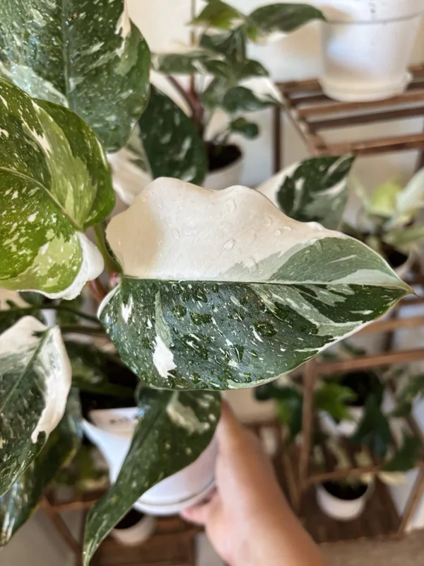 White Princess Philodendron Live Plant – 4 inch Potted Houseplant – Indoor - Image 1