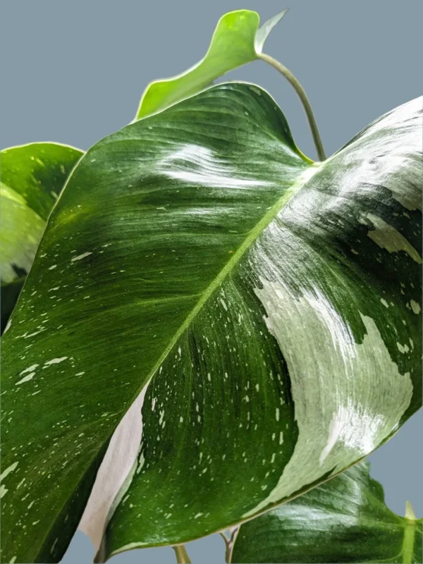 White Princess Philodendron Live Plant – 4 inch Potted Houseplant – Indoor - Image 2