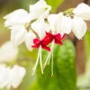 White & Red Bleeding Heart Vine Live Plant – Clerodendrum thomsoniae ‘Alba’ Starter - Image 1