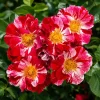 White Red Rose Plant Live for Planting, Fragrant Climbing Vine, 4-6 Inch Tall - Image 1