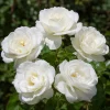 White Rose Live Plant – Floribunda Bush, Fragrant Flowers, 4-6 Inch Tall - Image 1
