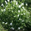 White Rose of Sharon Althea Live Plant – Quart Pot – Outdoor Shrub - Image 3
