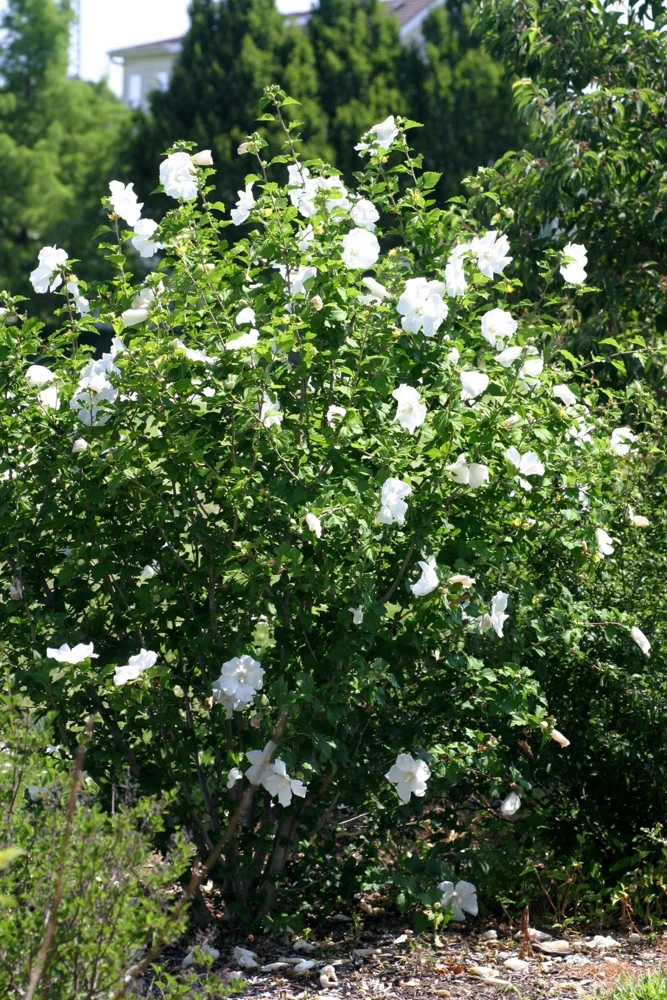 White Rose of Sharon Althea Live Plant – Quart Pot – Outdoor Shrub - Image 3