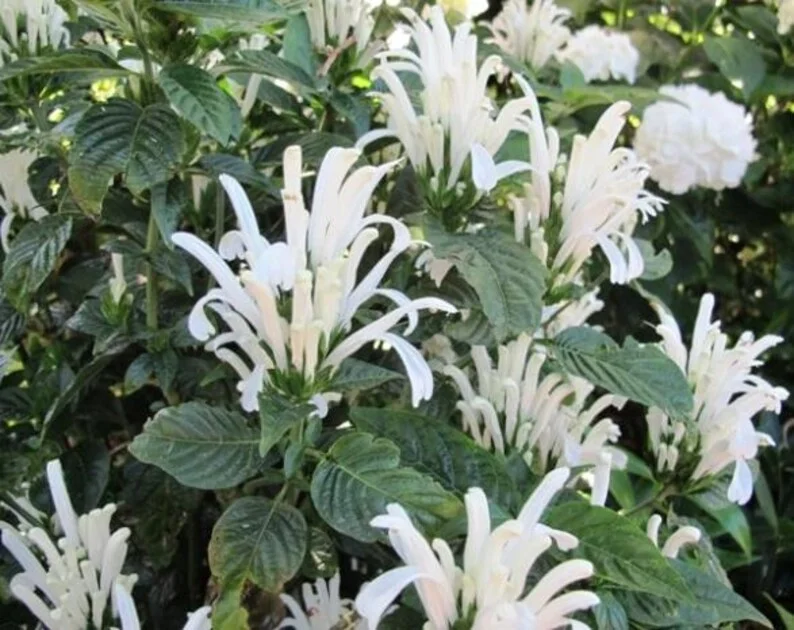 White Shrimp Plant - Justicia brandegeeana 'Alba' Live Plant - 4in Nursery Pot - Indoor Flowering - Image 2