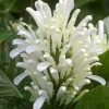 White Shrimp Plant - Justicia brandegeeana 'Alba' Live Plant - 4in Nursery Pot - Indoor Flowering - Image 1