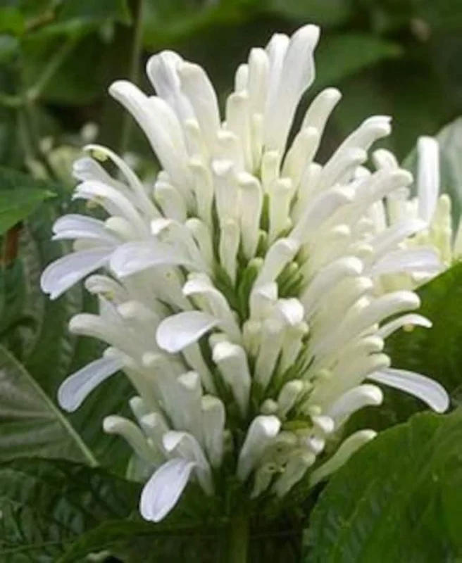 White Shrimp Plant - Justicia brandegeeana 'Alba' Live Plant - 4in Nursery Pot - Indoor Flowering - Image 1