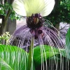 White Tacca Bat Flower Live Plant - 4 inch Pot - Rare Tropical Shade Lover - Image 1