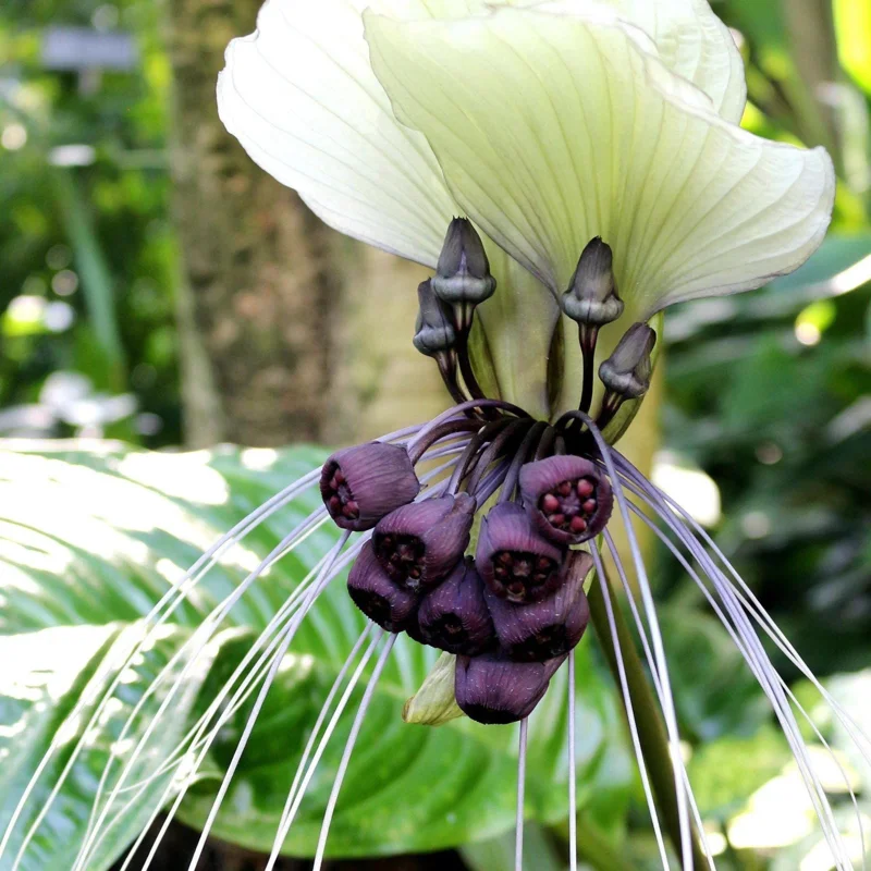 White Tacca Bat Flower Live Plant - 4 inch Tall, Exotic Shade Loving Tropical Beauty - Image 2