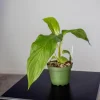 White Tacca Bat Flower Live Plant - 4 inch Tall, Exotic Shade Loving Tropical Beauty - Image 1
