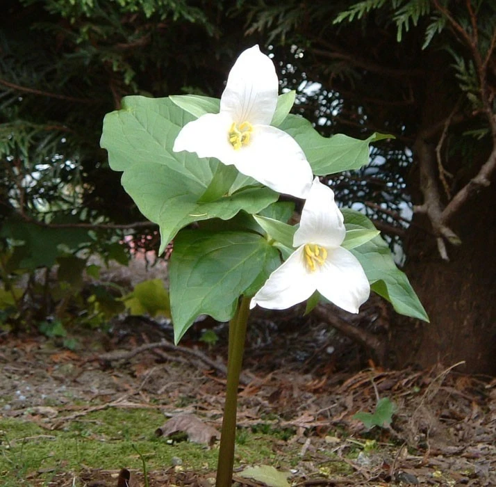 White Trillium Bulbs - 20 Count - Perennial Shade Flower - Image 2