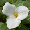 White Trillium Bulbs - 20 Count - Perennial Shade Flower - Image 1