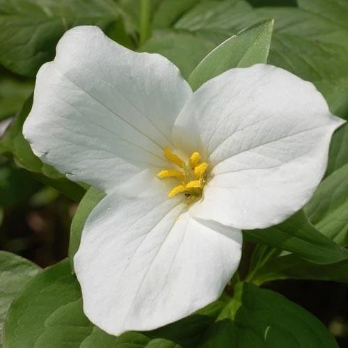 White Trillium Bulbs - 20 Count - Perennial Shade Flower - Image 1