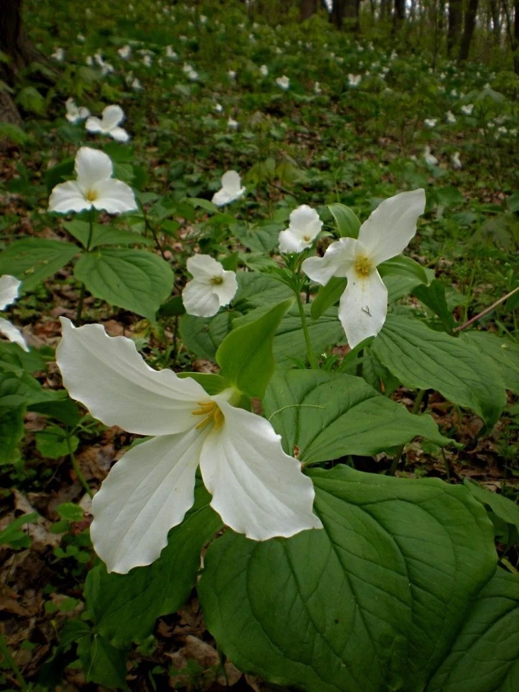 White Trillium Bulbs - 20 Count - Perennial Shade Flower - Image 4
