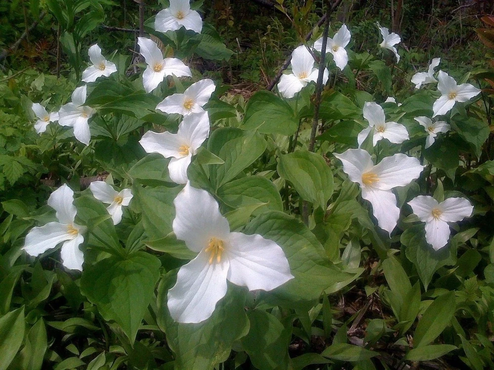 White Trillium Bulbs - 20 Count - Perennial Shade Flower - Image 5