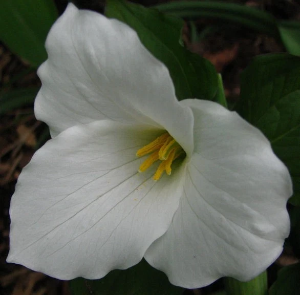 White Trillium Bulbs - 20 Count - Perennial Shade Flower - Image 6