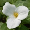White Trillium Bulbs - 5 Wood Lily Bulbs - Perennial Outdoor Flower - Image 1