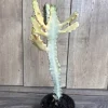 White Variegated Euphorbia Lactea Live Plant - Ghost Cactus in 4" Pot - Indoor/Outdoor Succulent - Cannot ship to CA - Image 1