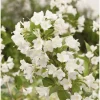 White Weigela Live Plant – 4 inch Pot – Outdoor Flowering Shrub - Image 1
