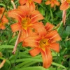 Wild Daylily Bare Root Plant – 3 Roots – Outdoor Perennial Flower - Image 1