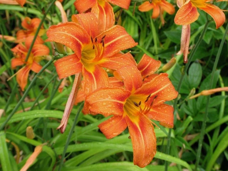 Wild Daylily Bare Root Plant – 3 Roots – Outdoor Perennial Flower - Image 1
