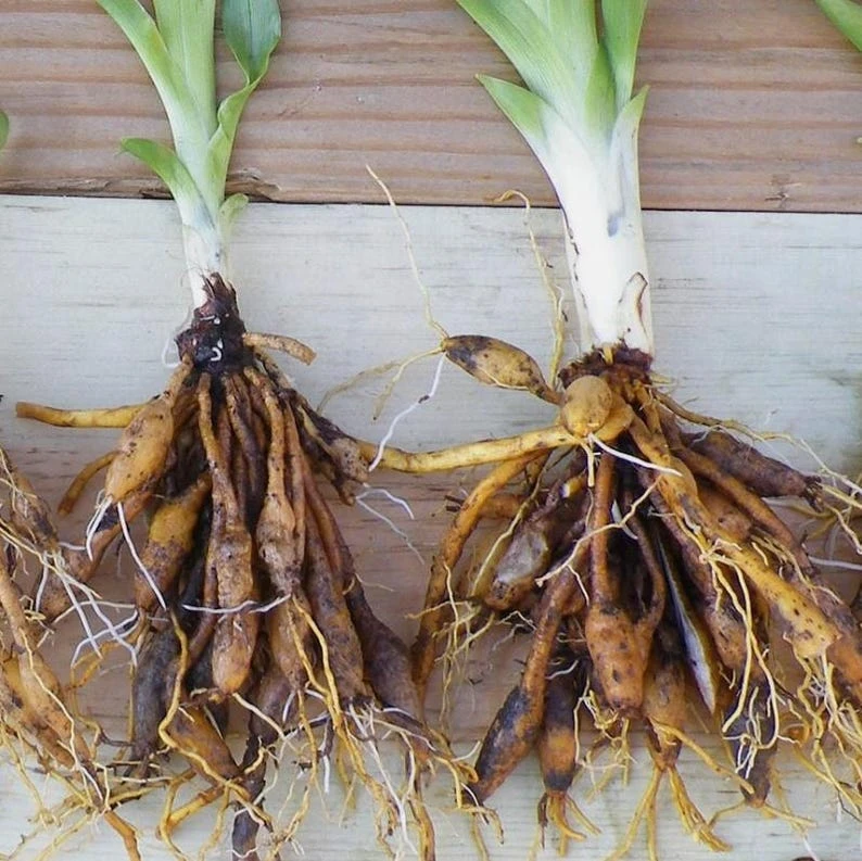 Wild Daylily Bare Root Plant – 3 Roots – Outdoor Perennial Flower - Image 2