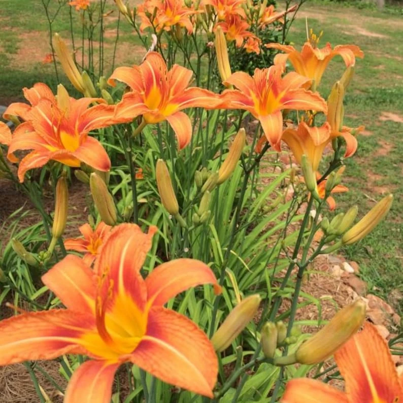 Wild Daylily Bare Roots - 5 Pack - Perennial Outdoor Flower - Image 2