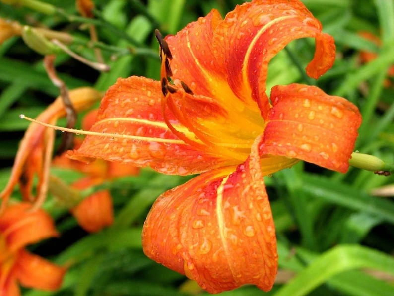 Wild Daylily Bare Roots - 5 Pack - Perennial Outdoor Flower - Image 1