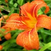 Wild Daylily Live Plant – 25 Root System Fans – Perennial Outdoor Flower - Image 1