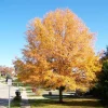 Willow Oak Live Tree Plant – Quart Pot – Fast Growing Shade Tree - Image 1