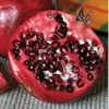 Wonderful Pomegranate Live Plant - 6 inch Pot, Edible Fruit Tree - Image 1