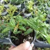 Wonderful Pomegranate Live Plant - Edible Fruit Tree, 4-inch Tall - Outdoor - Image 1