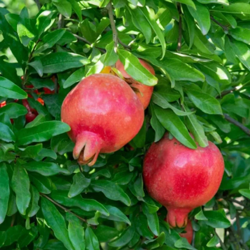 Wonderful Pomegranate Live Plant – Edible Fruit Tree – 6 inch Pot – Outdoor - Image 2
