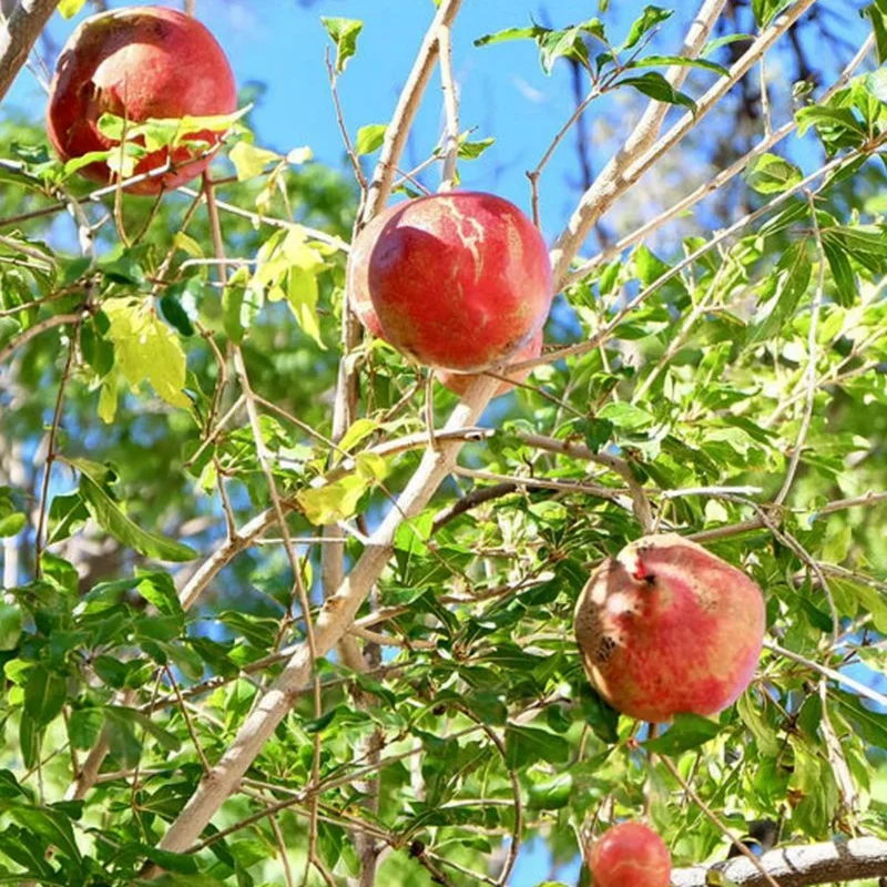 Wonderful Pomegranate Live Plant – Edible Fruit Tree – 6 inch Pot – Outdoor - Image 3