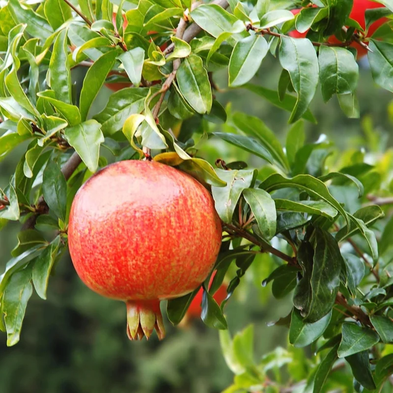 Wonderful Pomegranate Live Plant – Edible Fruit Tree – 6 inch Pot – Outdoor - Image 4