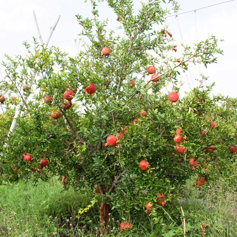 Wonderful Pomegranate Live Plant – Edible Fruit Tree – 6 inch Pot – Outdoor - Image 5