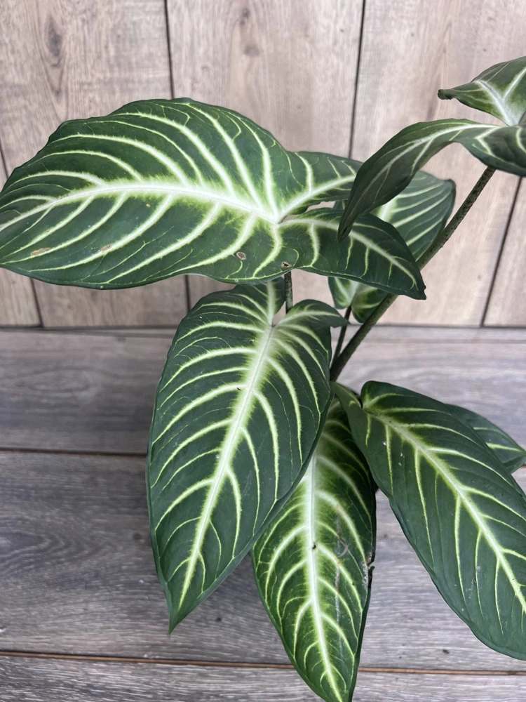 Xanthosoma Lindenii Magnificum Live Plant – Angel Wing Plant in 6 inch Pot – Indoor - Cannot ship to CA - Image 2