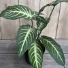 Xanthosoma Lindenii Magnificum Live Plant – Angel Wing Plant in 6 inch Pot – Indoor - Cannot ship to CA - Image 1