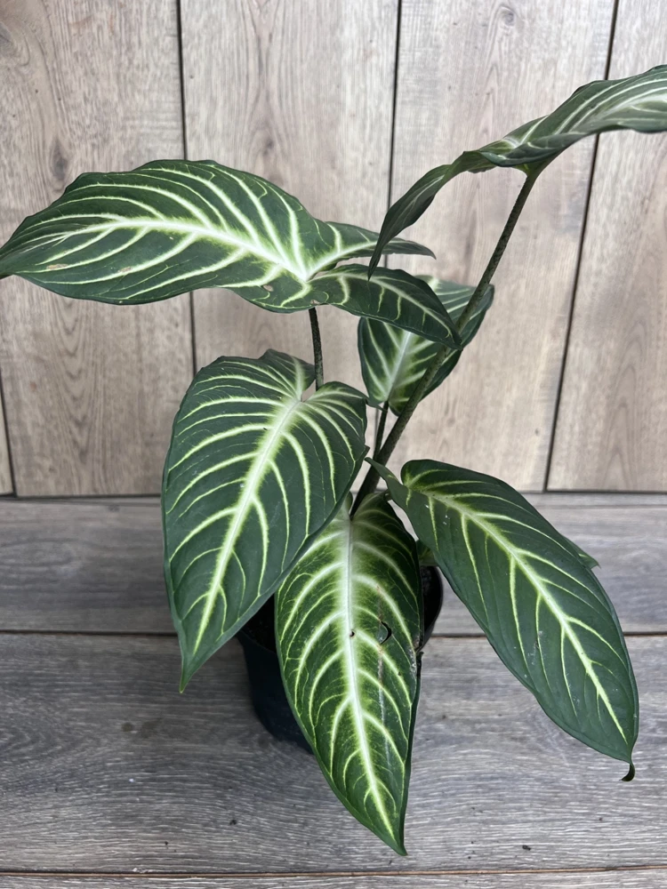 Xanthosoma Lindenii Magnificum Live Plant – Angel Wing Plant in 6 inch Pot – Indoor - Cannot ship to CA - Image 1