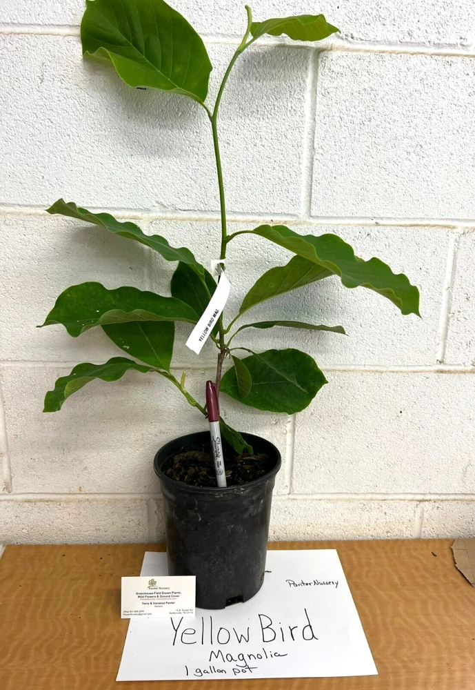 Yellow Bird Magnolia Live Plant – 1 Gallon Pot – Outdoor Tree - Image 2